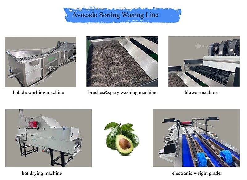 avocado sorting grading line avocado sorting grading line